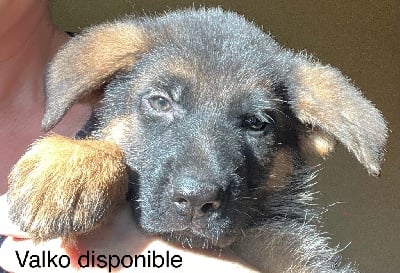 Les chiots de Berger Allemand