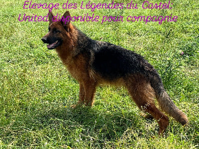 Les chiots de Berger Allemand