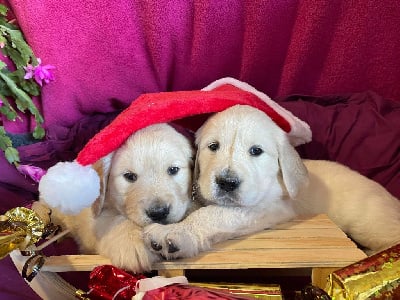 Les chiots de Golden Retriever