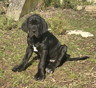 Les chiots de Dogue allemand