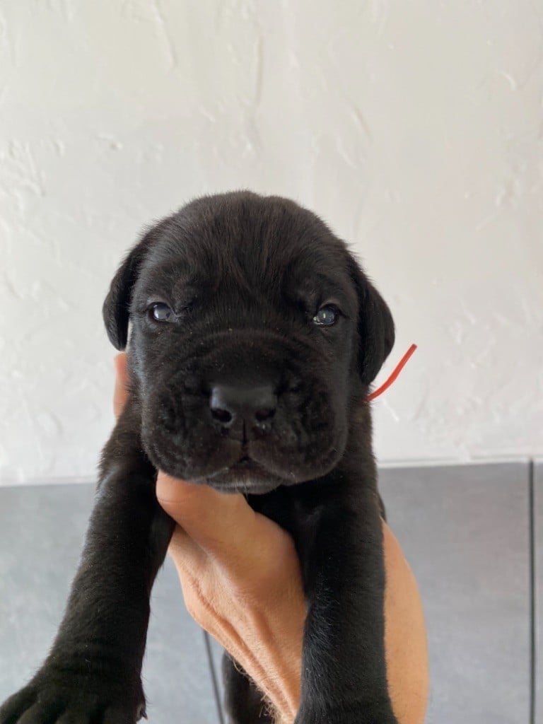 CHIOT - Cane Corso