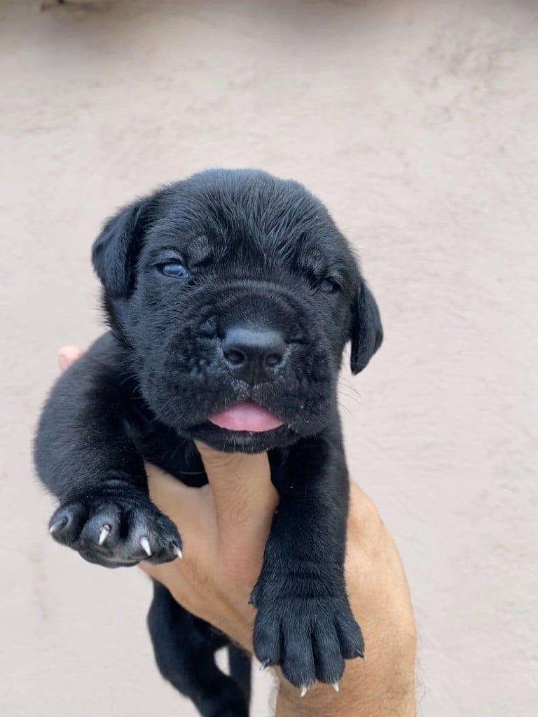 CHIOT - Cane Corso