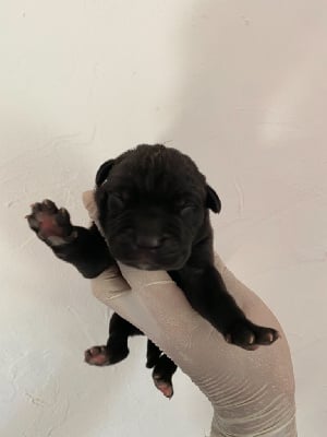 CHIOT - Cane Corso