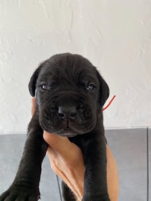 Les chiots de Cane Corso