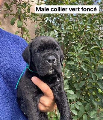 Les chiots de Cane Corso