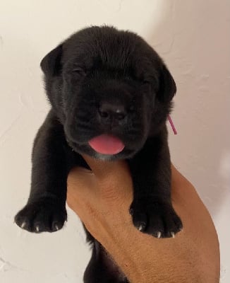 CHIOT - Cane Corso