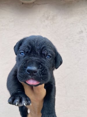 Les chiots de Cane Corso