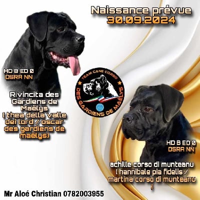 Cane Corso