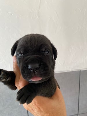 Les chiots de Cane Corso