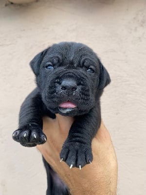 CHIOT - Cane Corso