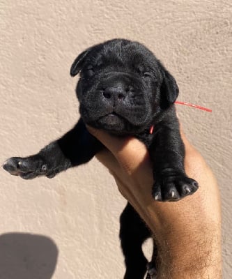 Les chiots de Cane Corso