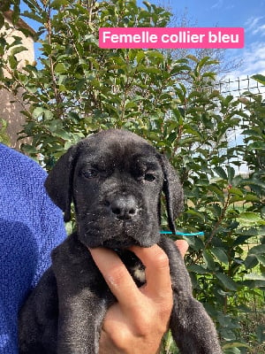 Les chiots de Cane Corso