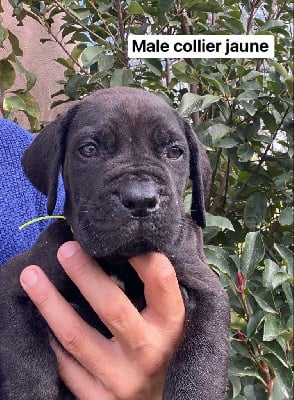 Les chiots de Cane Corso