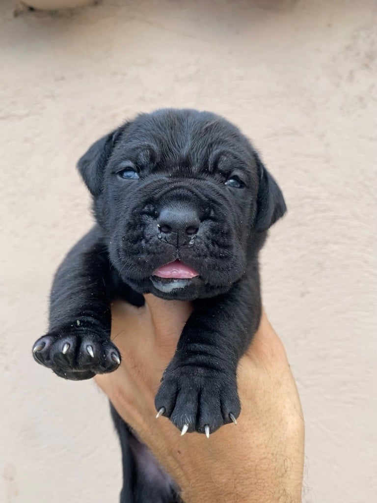 CHIOT - Cane Corso