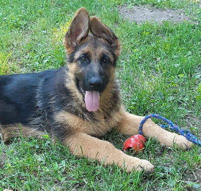 Les chiots de Berger Allemand