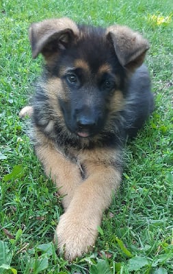 Les chiots de Berger Allemand