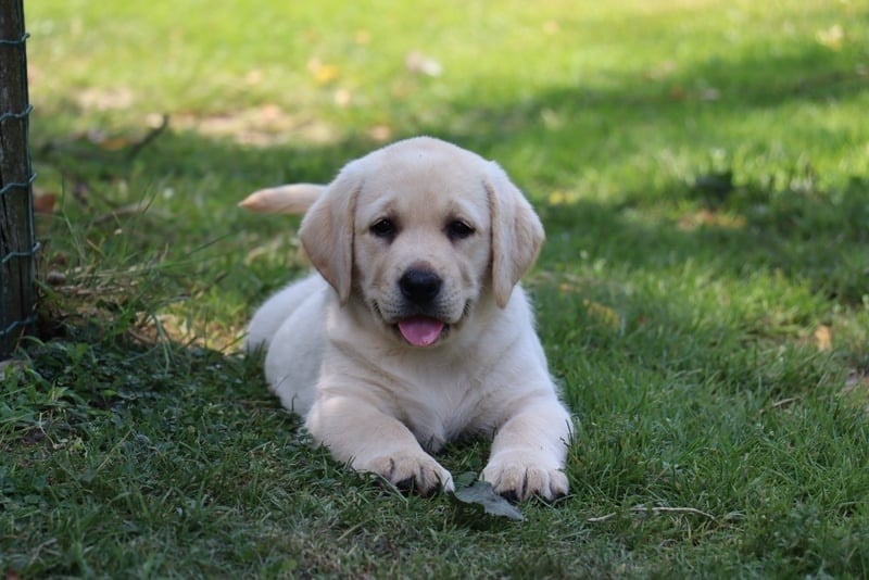 CHIOT 3 - Labrador Retriever