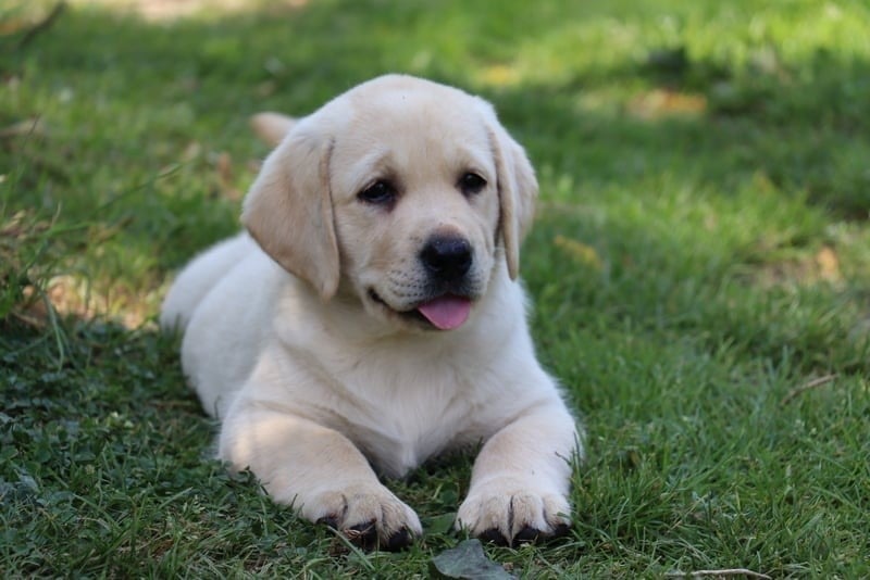 CHIOT 1 - Labrador Retriever