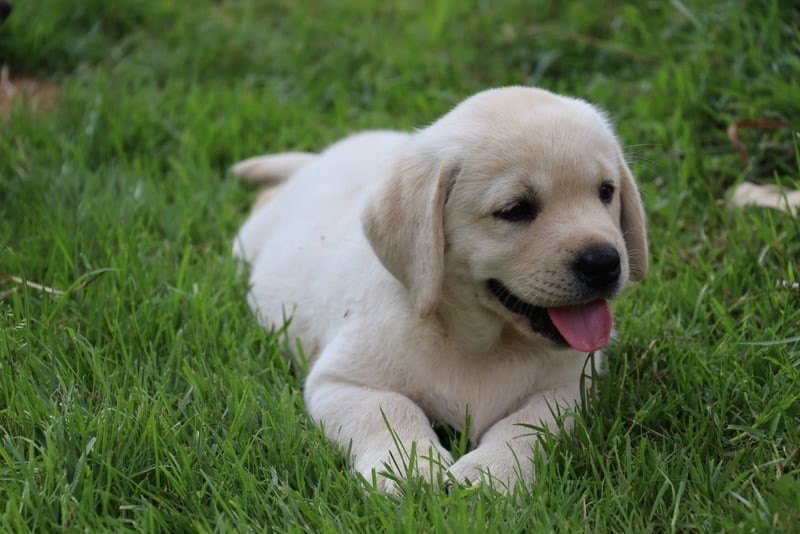 CHIOT 2 - Labrador Retriever