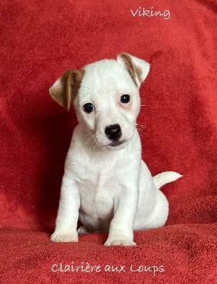 Les chiots de Jack Russell Terrier