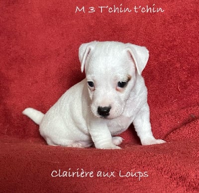 Les chiots de Jack Russell Terrier