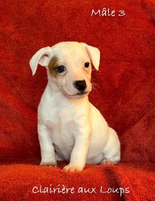 Les chiots de Jack Russell Terrier