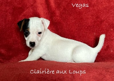 CHIOT mâle 1 - Jack Russell Terrier