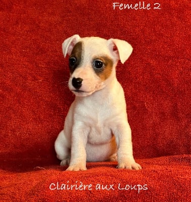 Les chiots de Jack Russell Terrier