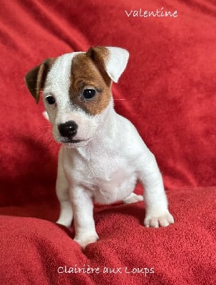 Les chiots de Jack Russell Terrier