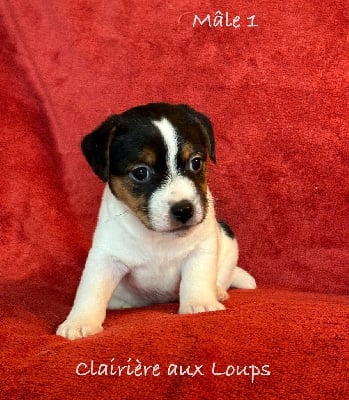 Les chiots de Jack Russell Terrier