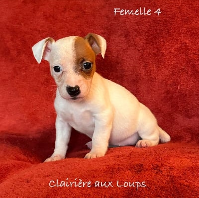 Les chiots de Jack Russell Terrier