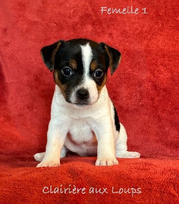 CHIOT 3 - Jack Russell Terrier