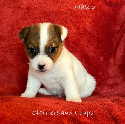 Les chiots de Jack Russell Terrier