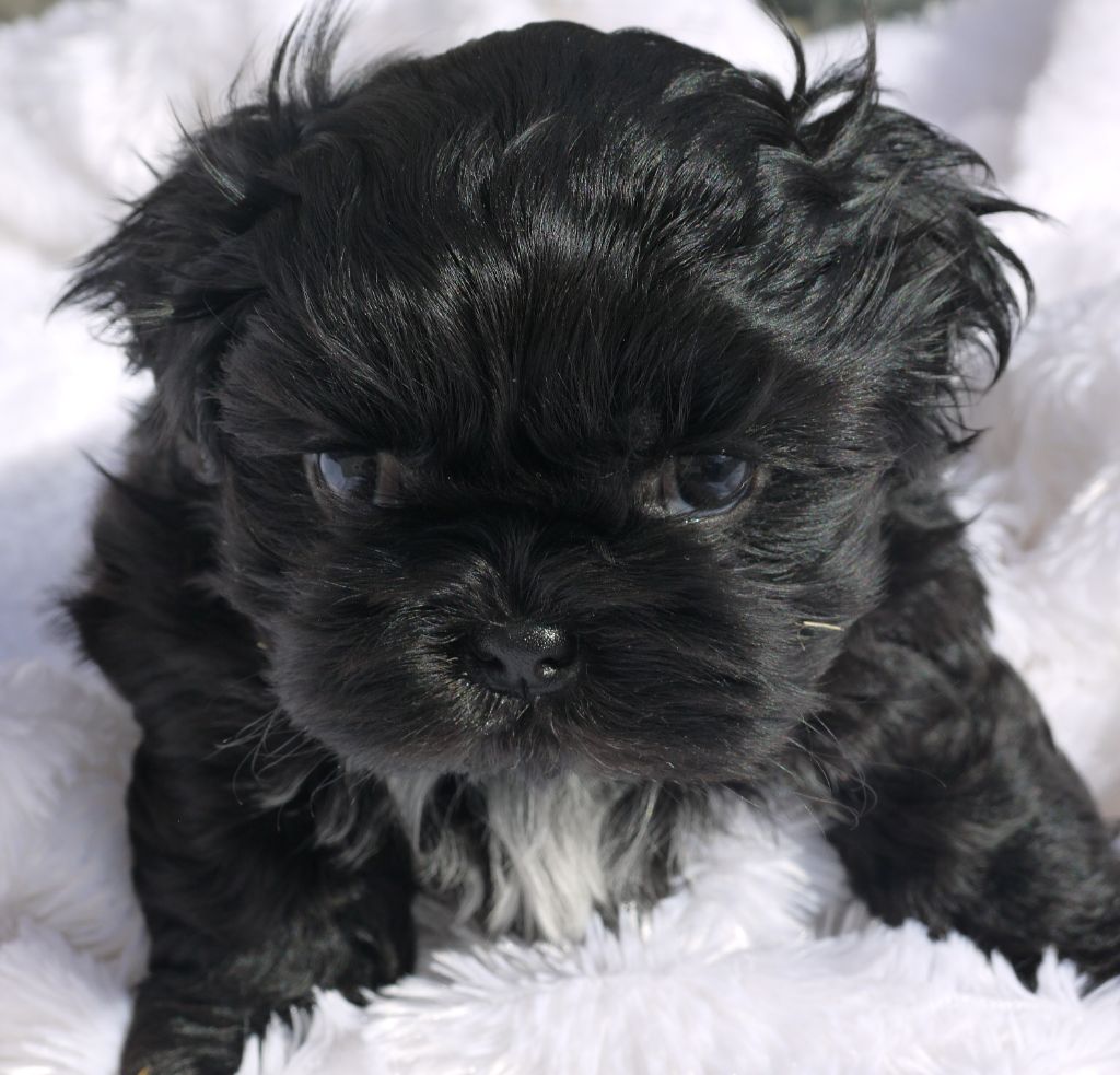 Vasco - Shih Tzu