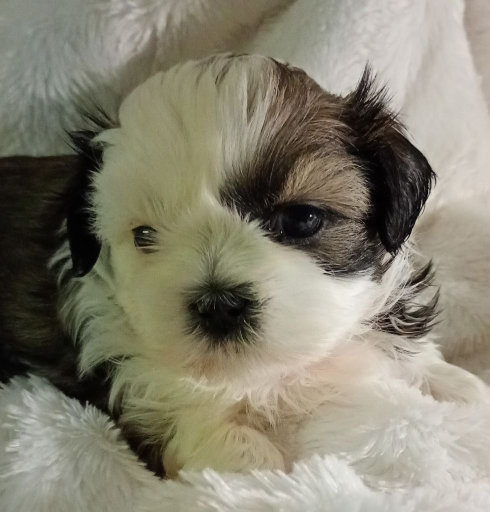 Venise - Shih Tzu