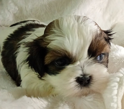 Les chiots de Shih Tzu