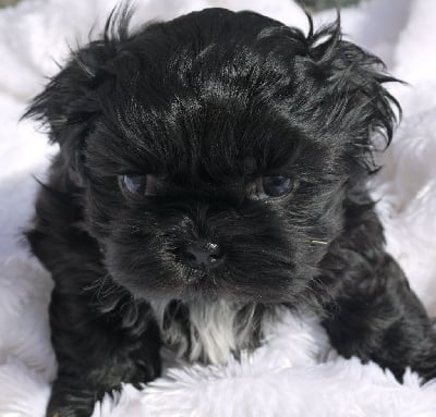 Les chiots de Shih Tzu