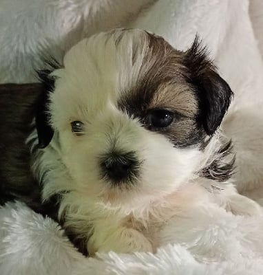 Les chiots de Shih Tzu