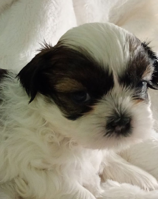 Les chiots de Shih Tzu