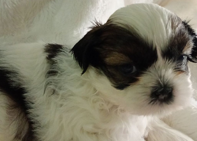 Les chiots de Shih Tzu