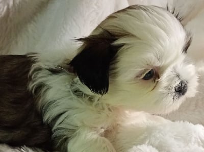 Les chiots de Shih Tzu