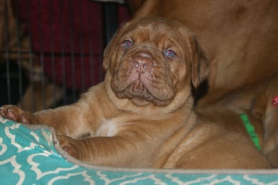 CHIOT - Dogue de Bordeaux