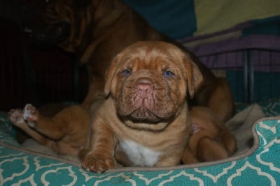 Les chiots de Dogue de Bordeaux