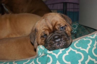 CHIOT - Dogue de Bordeaux