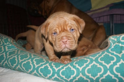 CHIOT - Dogue de Bordeaux