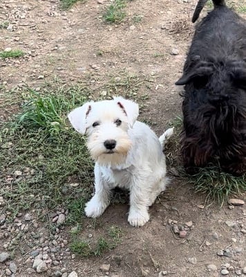 Les chiots de Schnauzer miniature