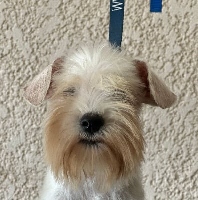 Les chiots de Schnauzer miniature