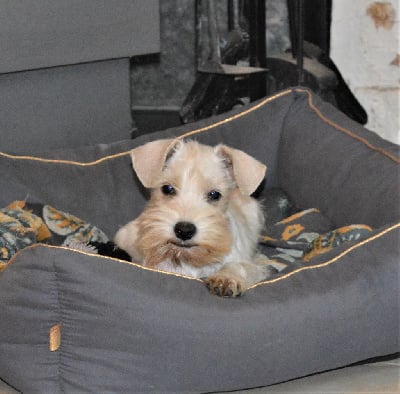 Les chiots de Schnauzer miniature