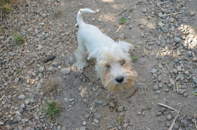 Les chiots de Schnauzer miniature