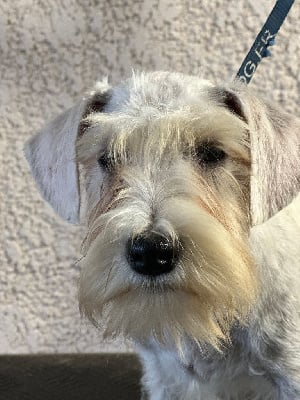 Les chiots de Schnauzer miniature